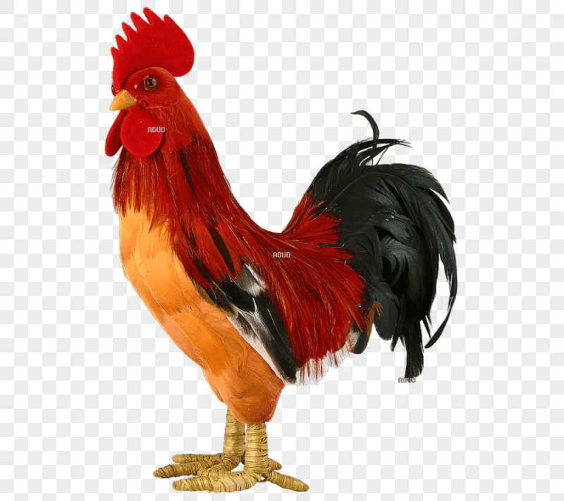 png clipart rooster chicken honsgård animal feather chicken