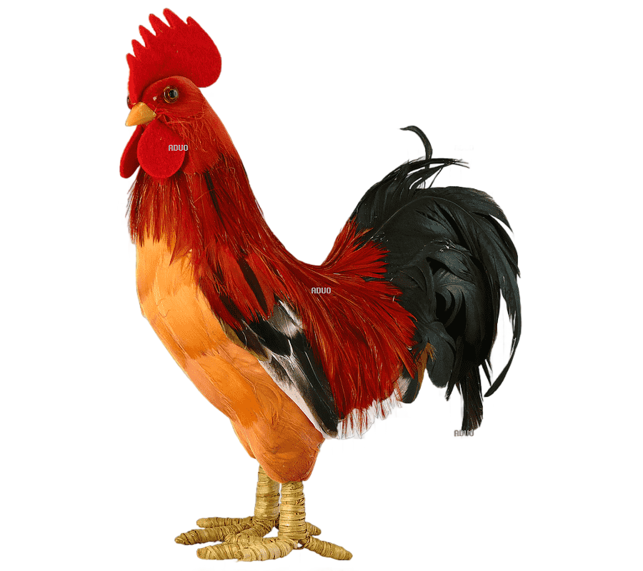 png clipart rooster chicken honsgård animal feather chicken