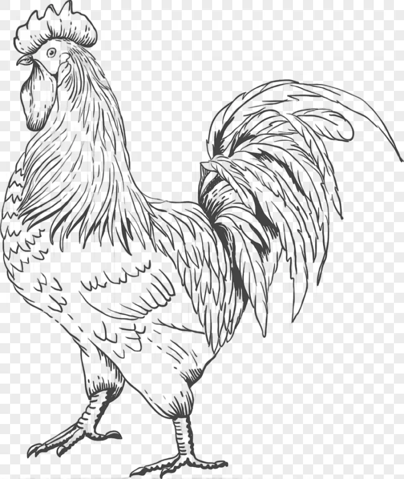 png clipart rooster chicken sardinian donkey farm chicken animals galliformes