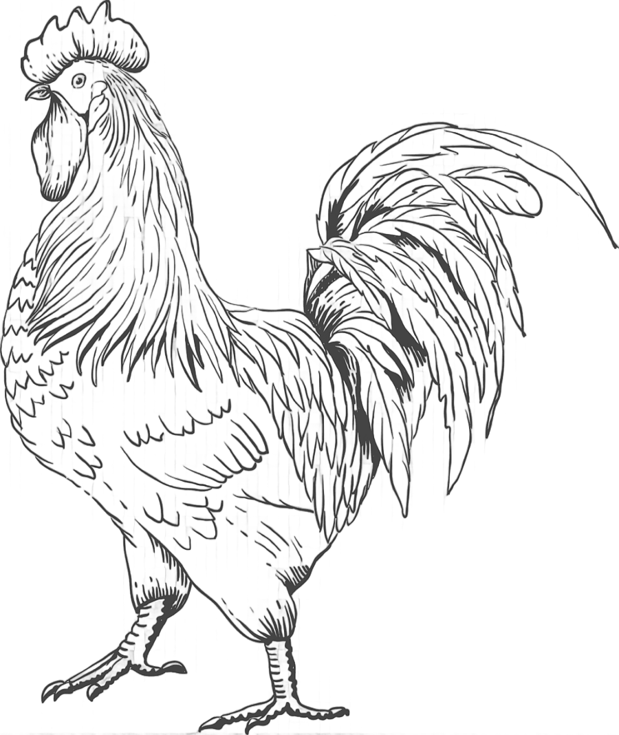 png clipart rooster chicken sardinian donkey farm chicken animals galliformes