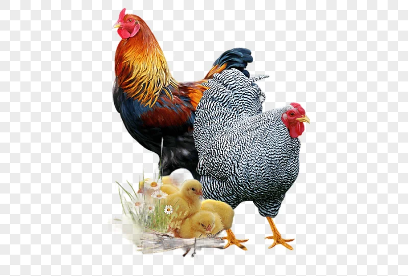 png clipart rooster chicken symbol letter chicken sketch galliformes author