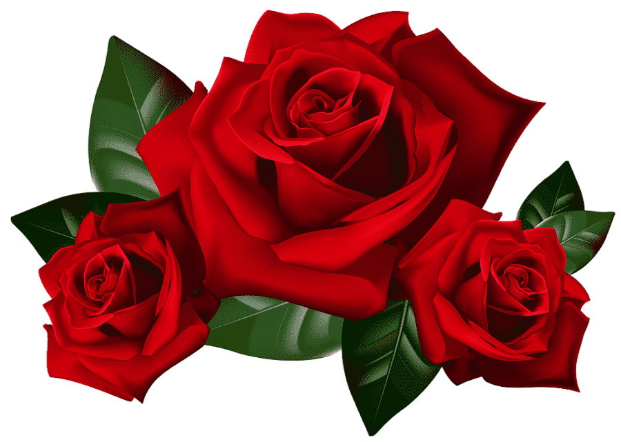 png clipart rose red roses red roses 3d art flower arranging floribunda