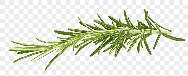 png clipart rosemary charm charm products real picture