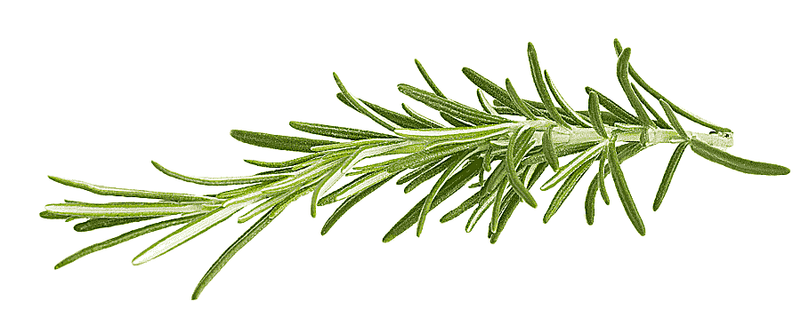 png clipart rosemary charm charm products real picture