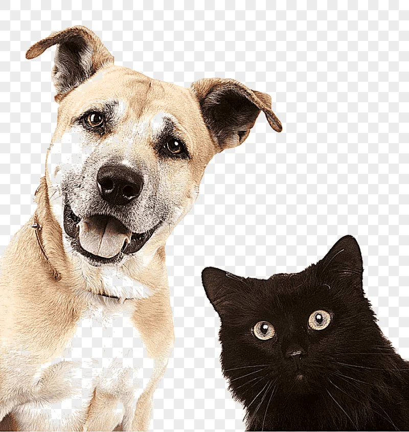 png clipart s of dogs and cats dog cat