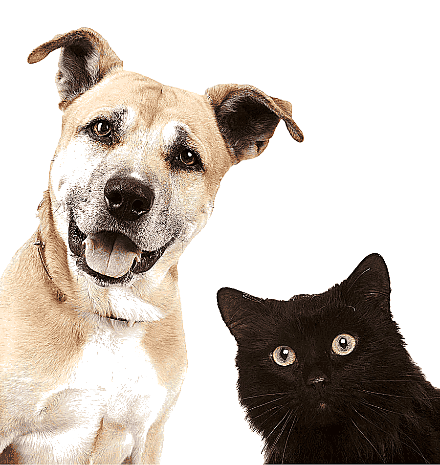 png clipart s of dogs and cats dog cat