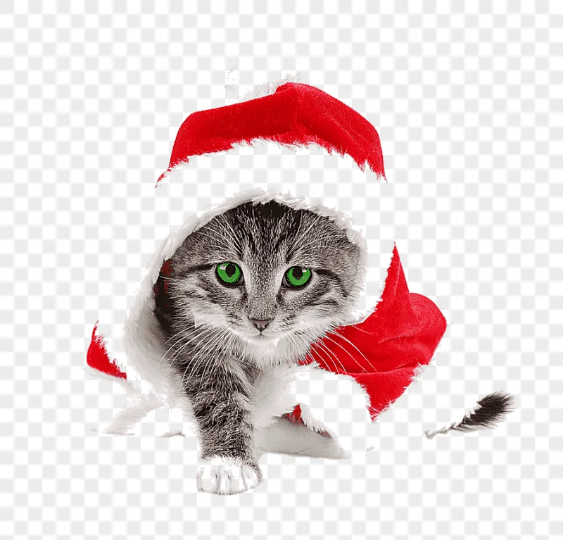 png clipart santa claus cat kitten christmas santa suit weekend mammal holidays