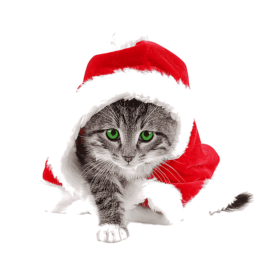 png clipart santa claus cat kitten christmas santa suit weekend mammal holidays