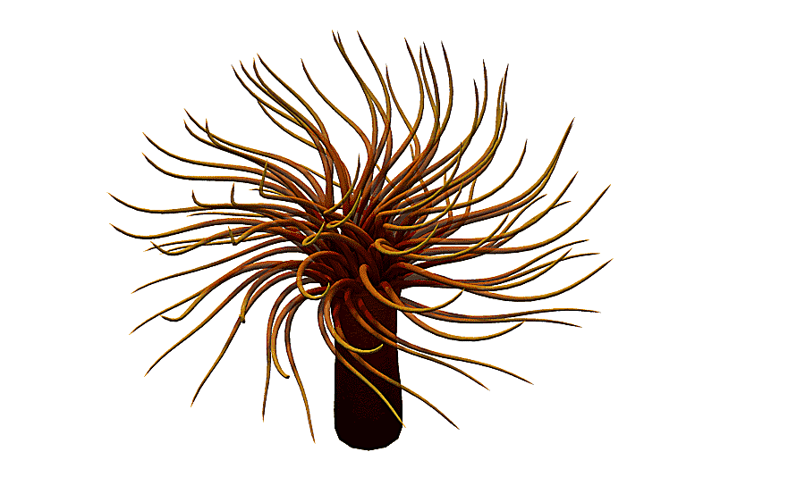 png clipart sea anemone animal 3d cartoon animals marine animals cartoon character blue