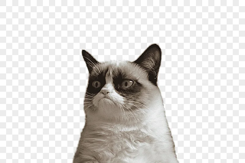 png clipart short coated white and brown cat grumpy cat snowshoe cat manx cat cat face mis