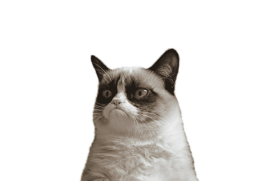 png clipart short coated white and brown cat grumpy cat snowshoe cat manx cat cat face mis