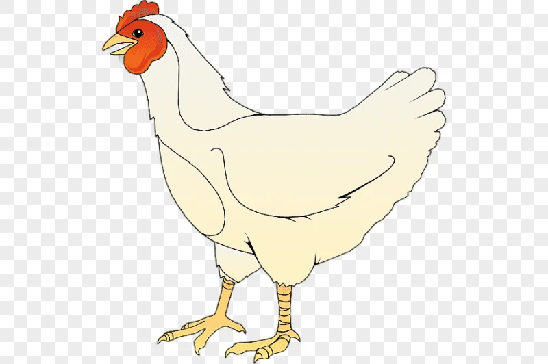 png clipart silkie barbecue chicken fried chicken chicken meat white chicken s chicken mea