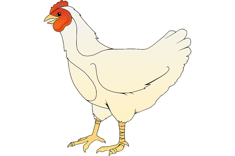 png clipart silkie barbecue chicken fried chicken chicken meat white chicken s chicken mea