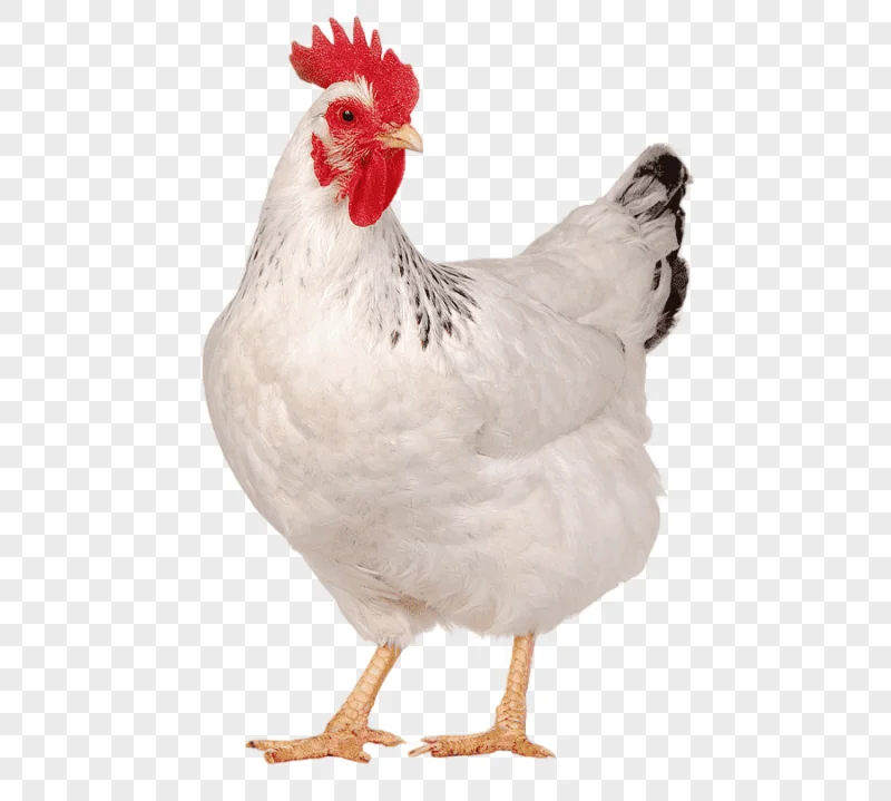 png clipart solid white rhode island white buffalo wing chicken as food galliformes egg wh