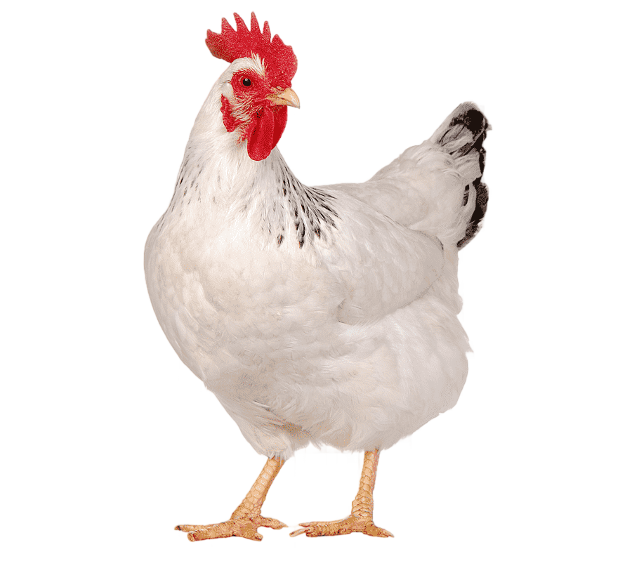 png clipart solid white rhode island white buffalo wing chicken as food galliformes egg wh