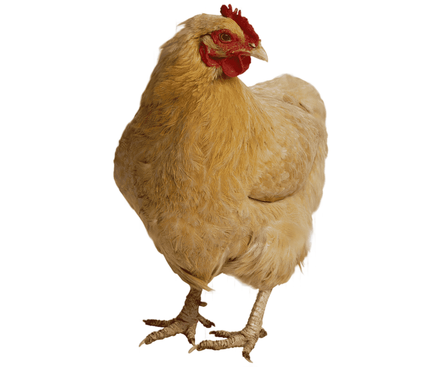 png clipart standing brown and red hen chicken meat hen chicken head animals galliformes