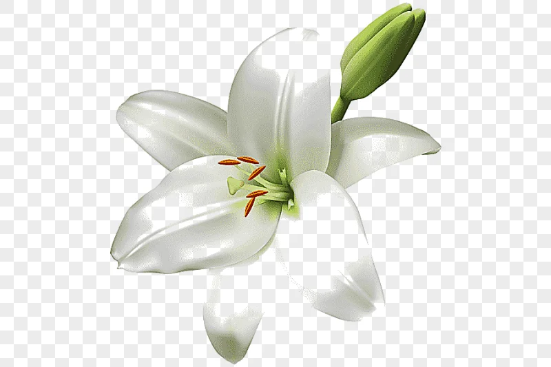png clipart stargazer flower arum lily easter lily tiger lily lilium bulbiferum lilium can