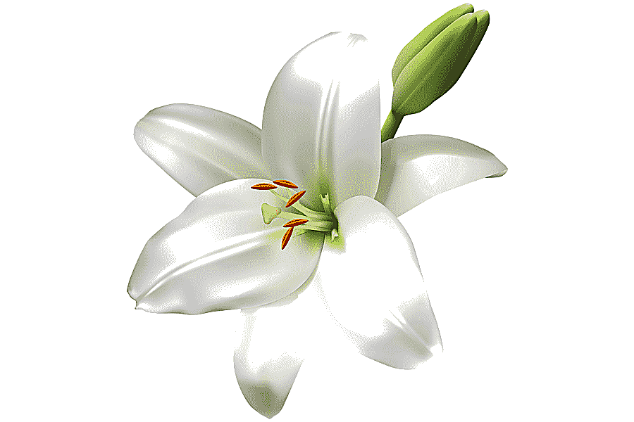 png clipart stargazer flower arum lily easter lily tiger lily lilium bulbiferum lilium can