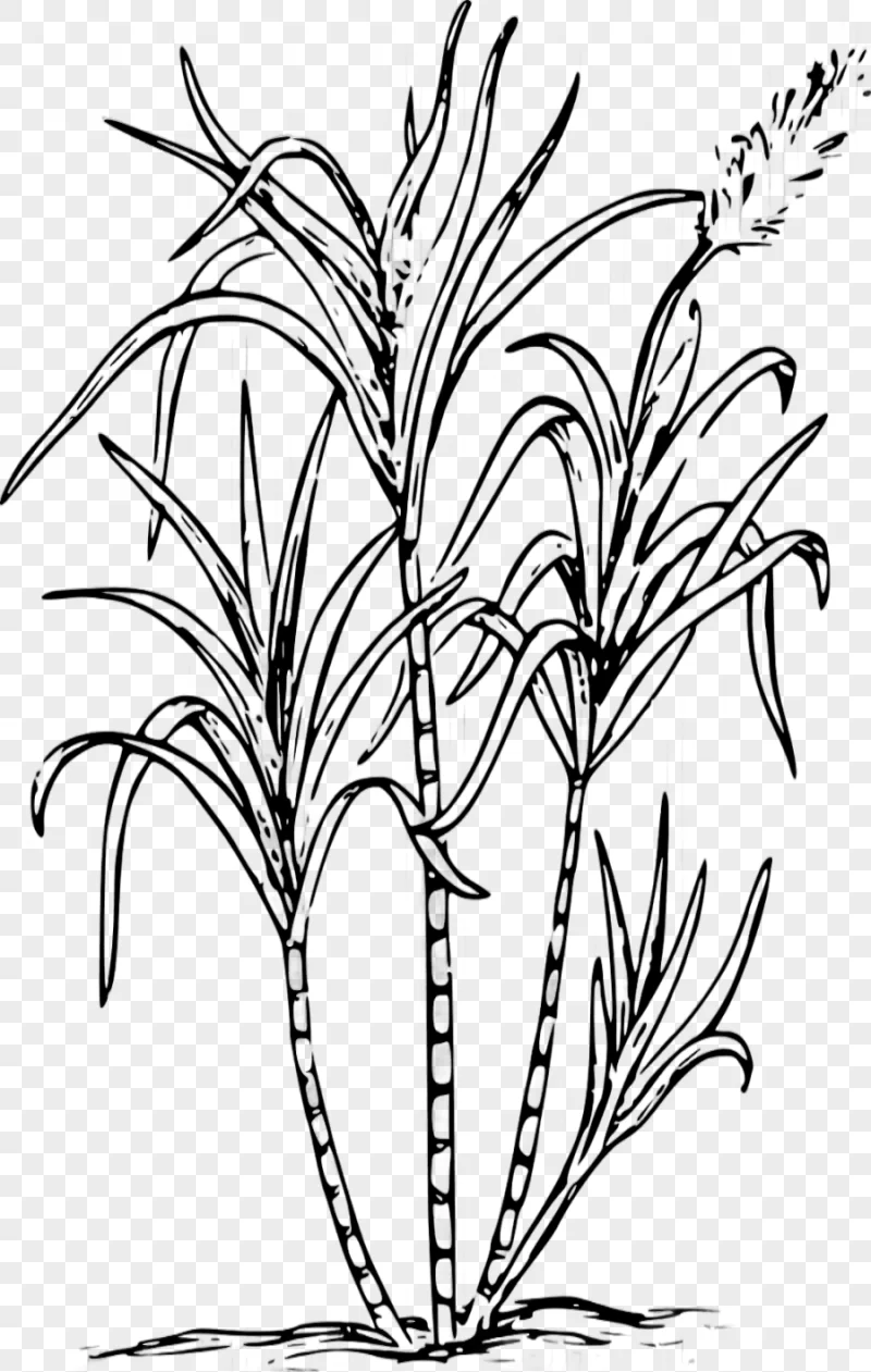 png clipart sugarcane candy cane sugar cane leaf branch