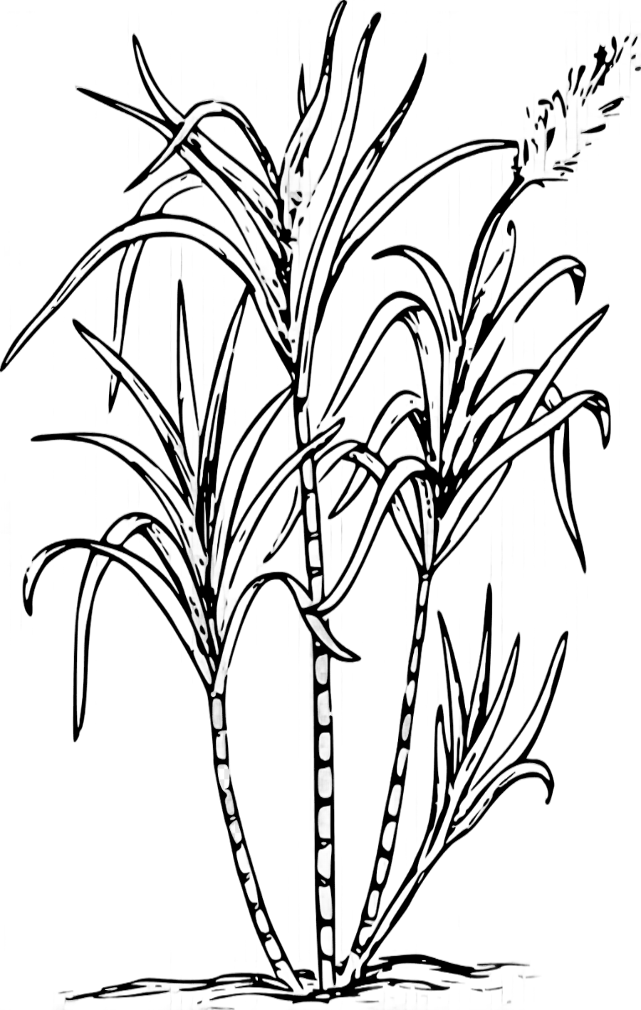 png clipart sugarcane candy cane sugar cane leaf branch