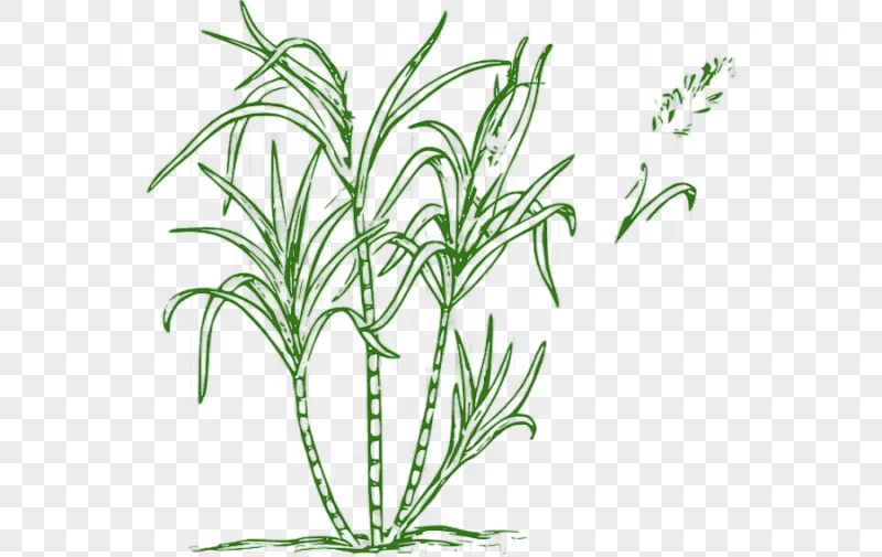 png clipart sugarcane juice candy cane sugar s leaf plant stem