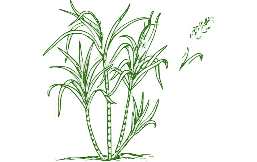 png clipart sugarcane juice candy cane sugar s leaf plant stem