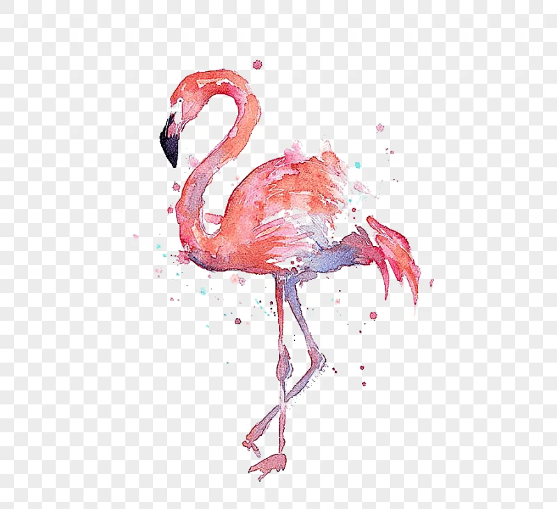 png clipart t shirt paper flamingo watercolor painting printmaking drawing flamingos flami