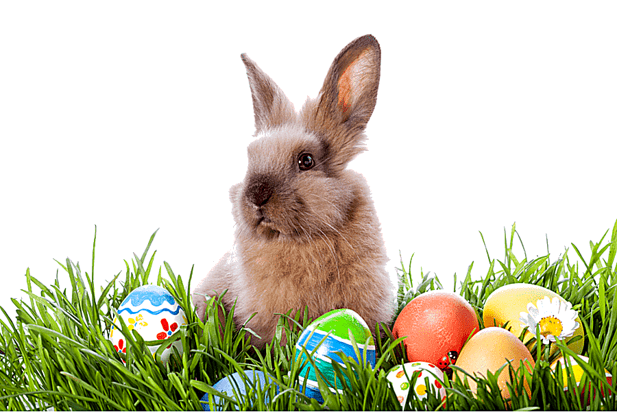 png clipart the easter bunny easter egg egg hunt easter child holidays
