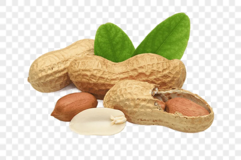 png clipart three brown peanuts illustration praline peanut legume dried fruit peanut s fo