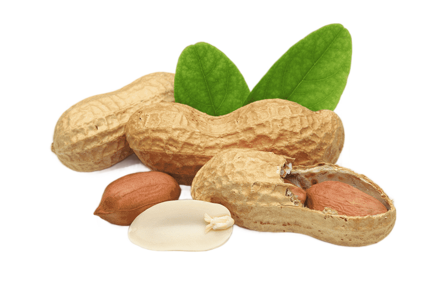 png clipart three brown peanuts illustration praline peanut legume dried fruit peanut s fo