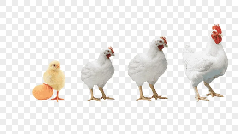 png clipart three white chickens broiler chicken poultry farming poultry feed chickens ani