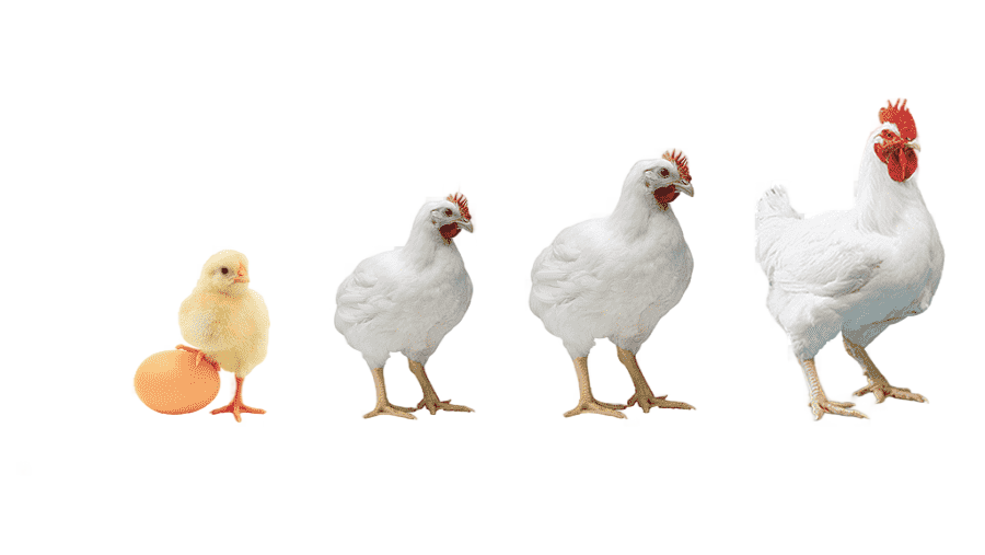png clipart three white chickens broiler chicken poultry farming poultry feed chickens ani