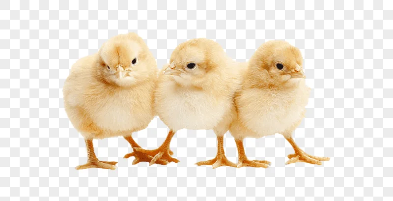 png clipart three yellow chicken chicks chicken duck broiler poultry graphy baby chicken c