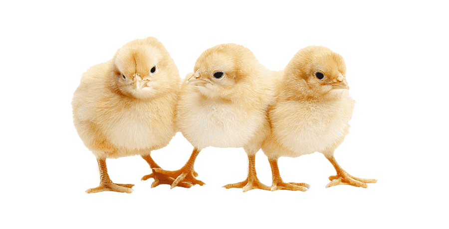 png clipart three yellow chicken chicks chicken duck broiler poultry graphy baby chicken c
