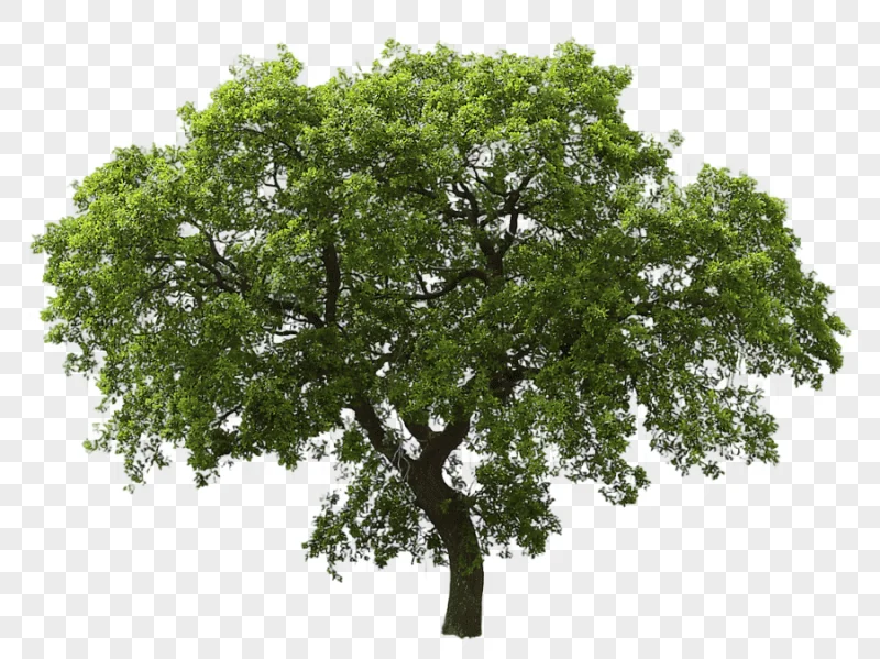 png clipart tree oak tree leaf branch