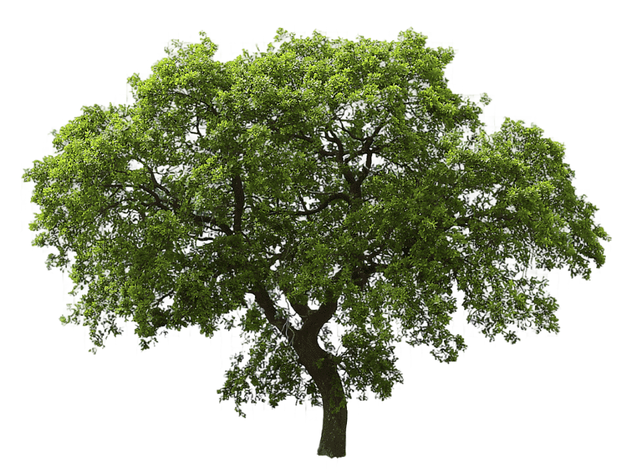 png clipart tree oak tree leaf branch