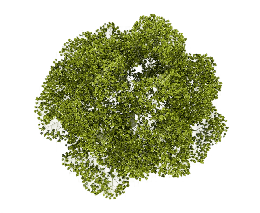 png clipart tree plan watercolor painting tree top green leafed tree leaf grass