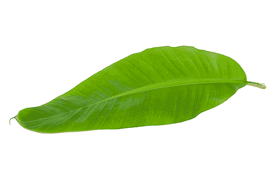 png clipart tropical banana leaves in kind leaf wallpaper