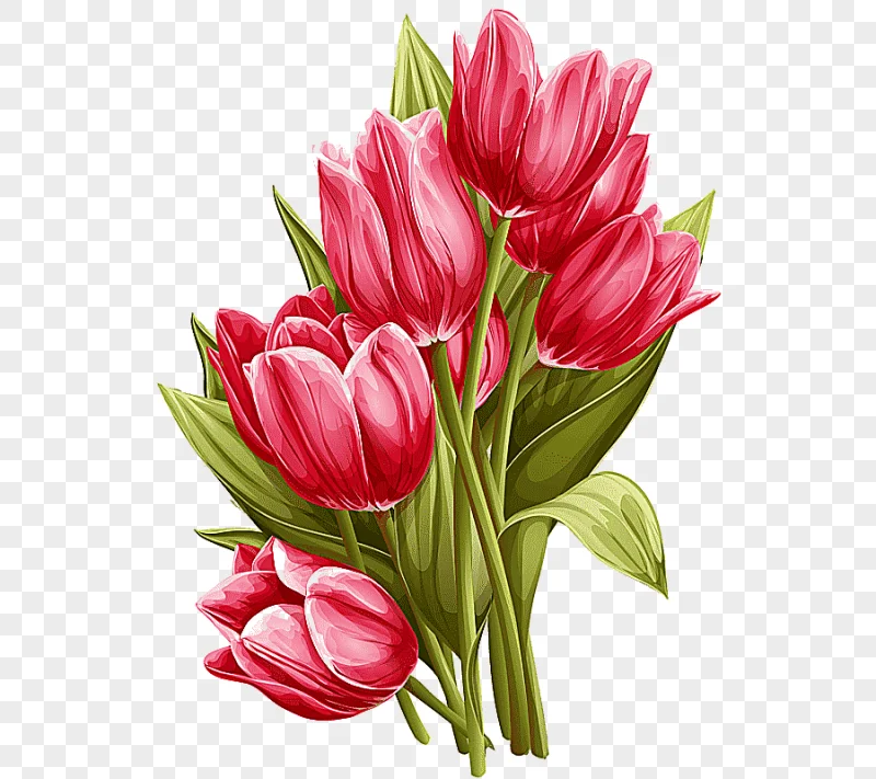 png clipart tulip flower watercolor painting hand painted tulip flower arranging painted