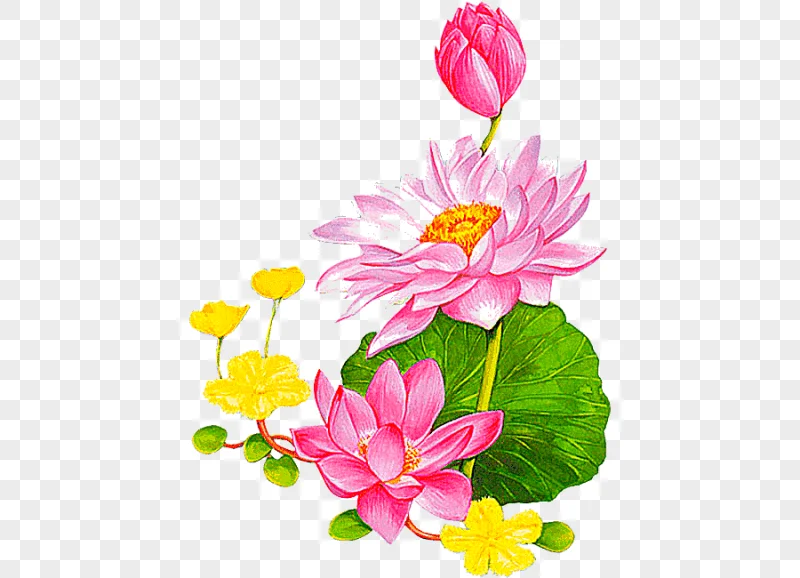 png clipart two pink and red lotus flower animated illustration flower nelumbo nucifera an