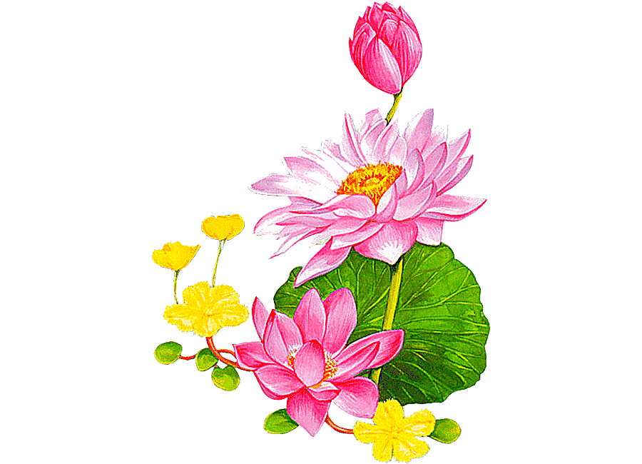 png clipart two pink and red lotus flower animated illustration flower nelumbo nucifera an