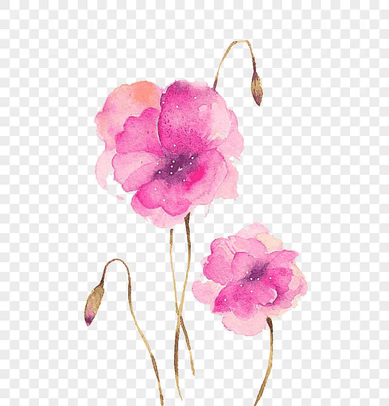 png clipart two pink petaled flowers illustration watercolour flowers watercolor painting