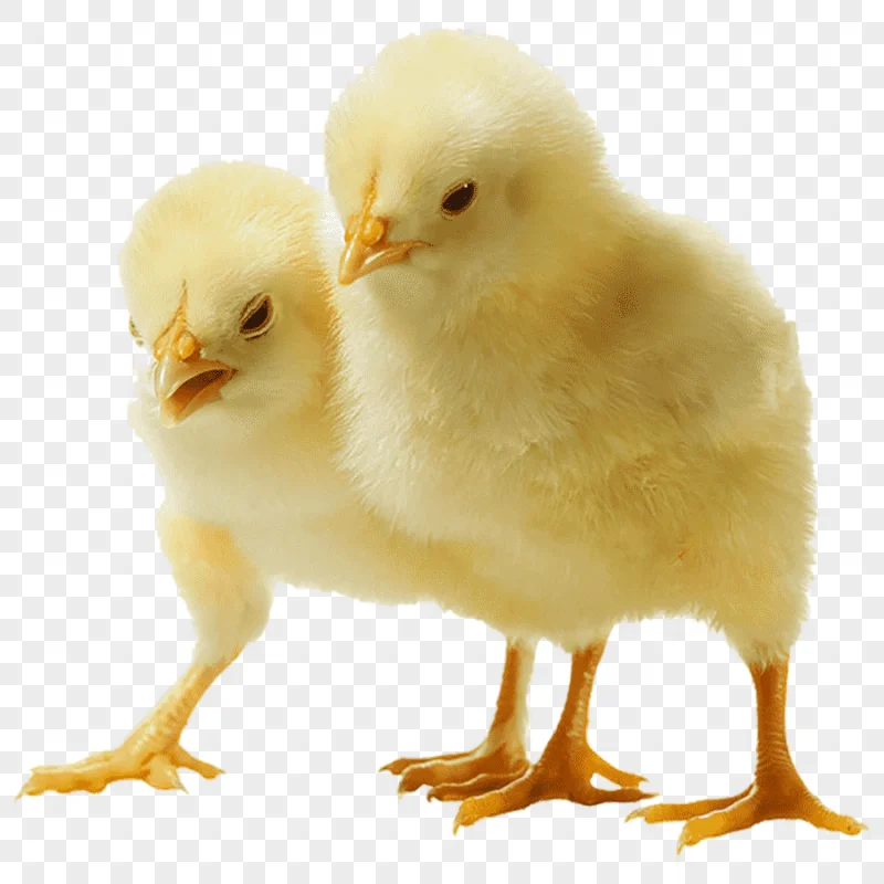 png clipart two yellow chicks chicken broiler meat chicken chicken chicken food chicken meat