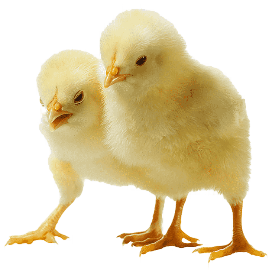 png clipart two yellow chicks chicken broiler meat chicken chicken chicken food chicken meat