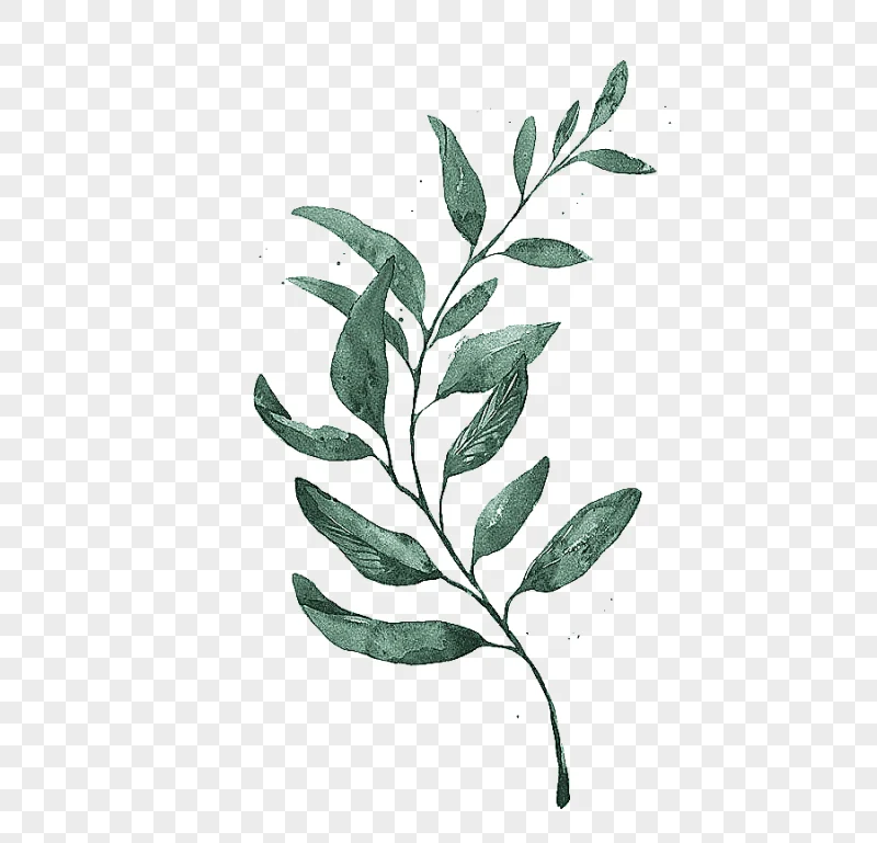 png clipart watercolor painting drawing leaf printmaking watercolor leaves green leafed pl