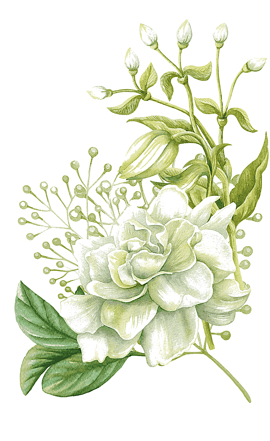 png clipart watercolor painting floral design flower hand painted watercolor flowers white