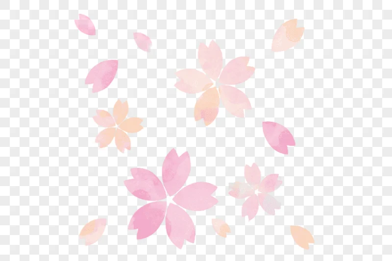 png clipart watercolor sakura flower illustration others computer computer wallpaper