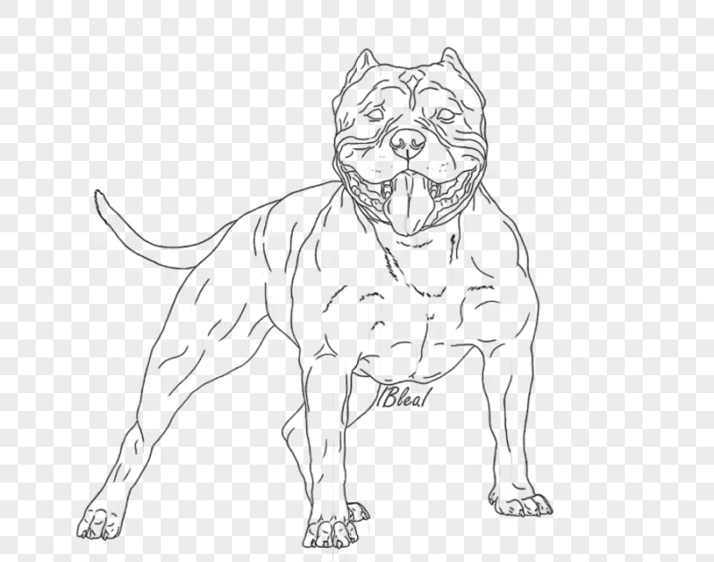 png clipart whiskers line art dog breed american bully sketch american bully mammal cat li