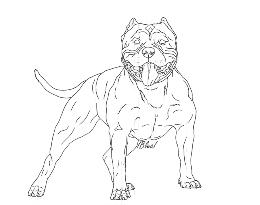 png clipart whiskers line art dog breed american bully sketch american bully mammal cat li