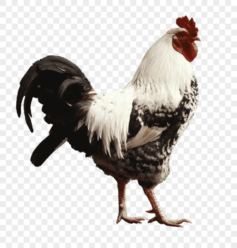 png clipart white and black rooster chicken rooster live poultry farming chicken animals pet